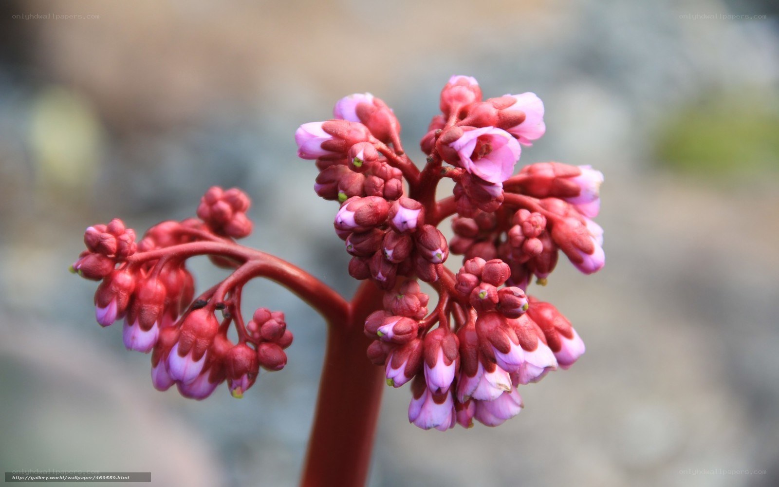 Pink flower cluster on red stem