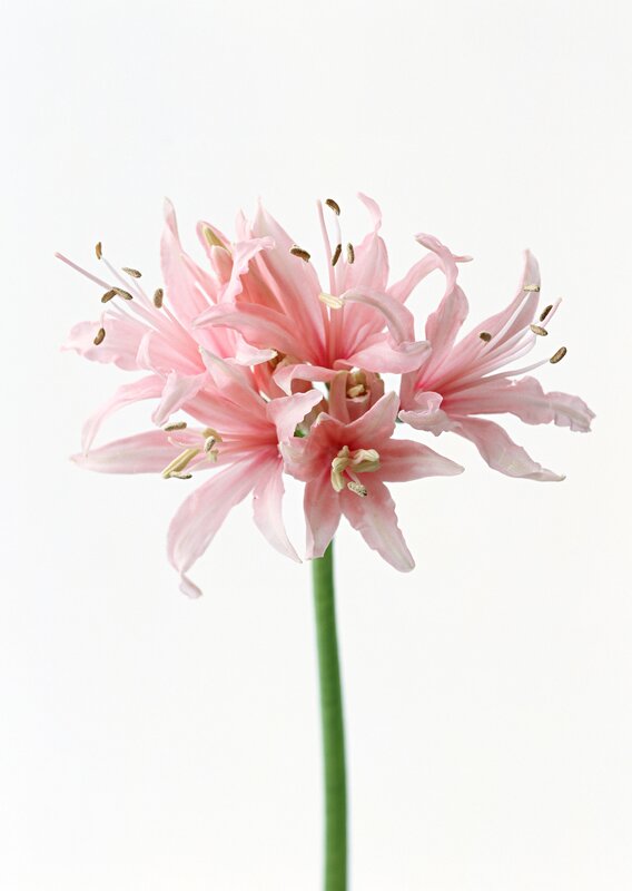 Pink flower cluster on white