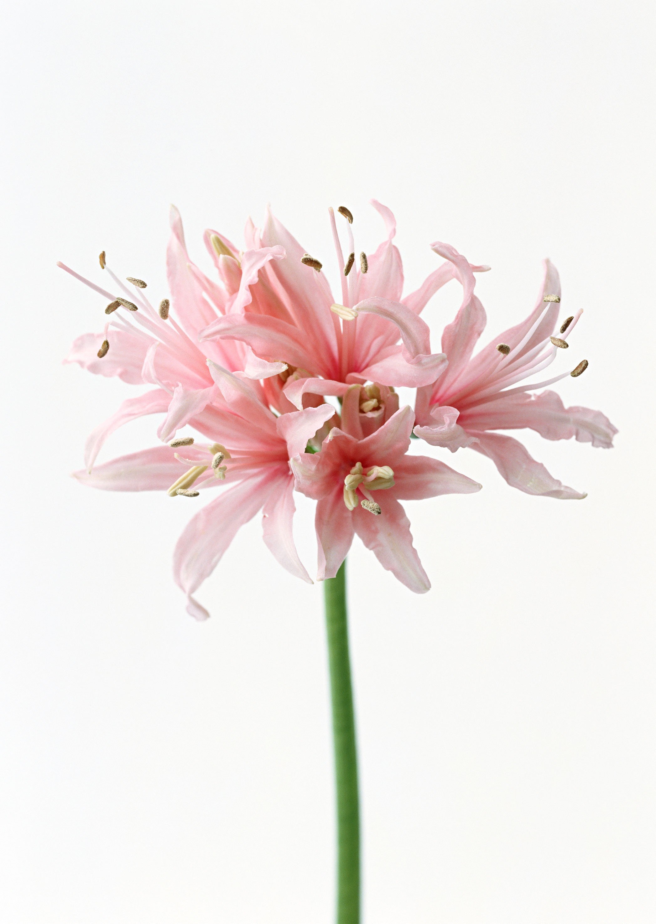 Pink flower cluster on white