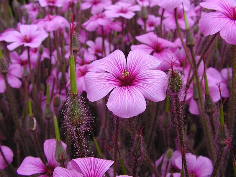 Pink Flower Cluster — Purple