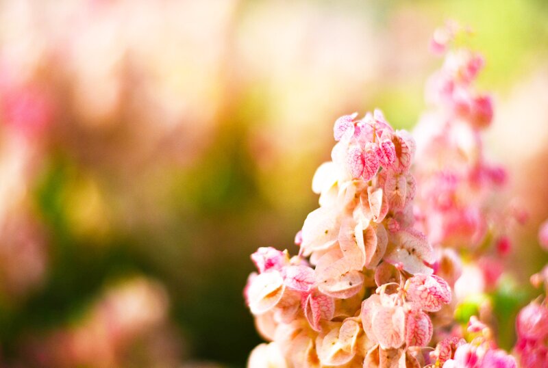 Pink Flower Cluster — Serene, Afternoon, Photograph, Flowers