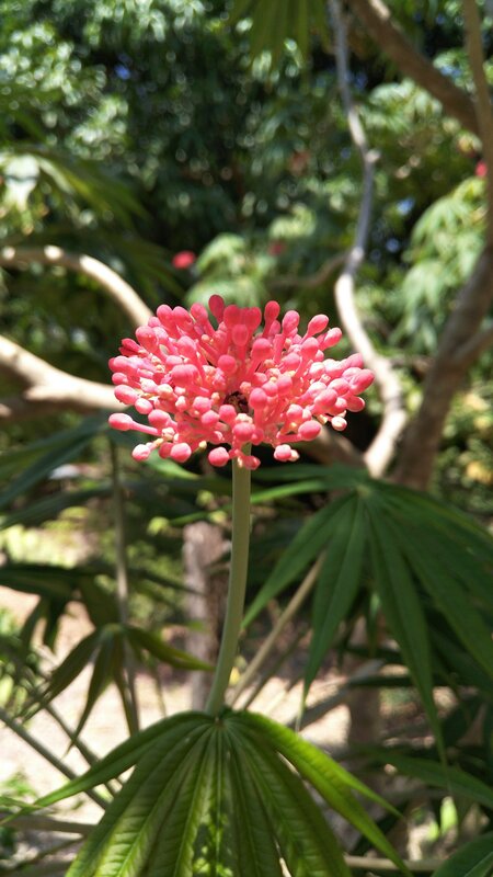 Pink Flower Cluster — Serene, Afternoon, Photograph, Green Leaves