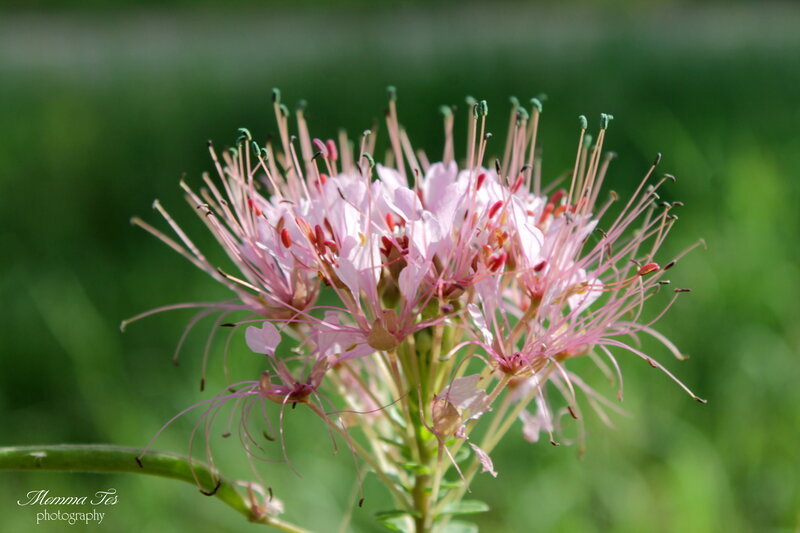 Pink Flower Cluster — Serene, Afternoon, Photograph, Green Stem