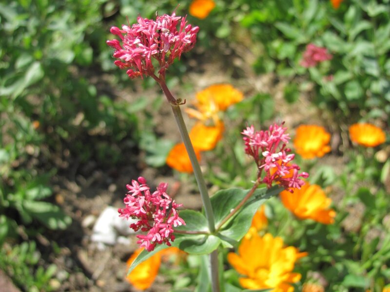 Pink Flower Cluster — Serene, Afternoon, Photograph, Orange Flowers