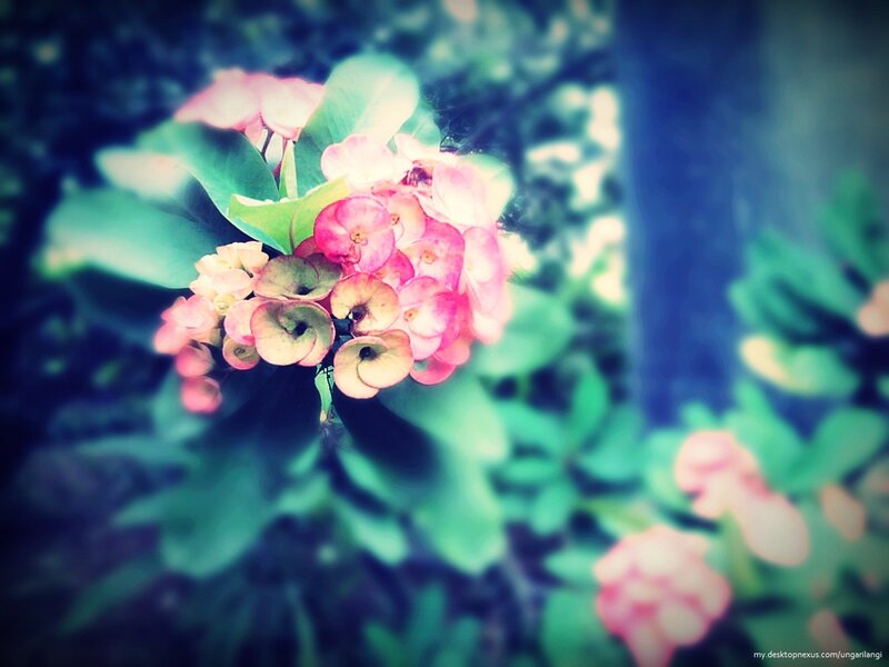 Pink Flower Cluster — Serene, Afternoon, Photograph