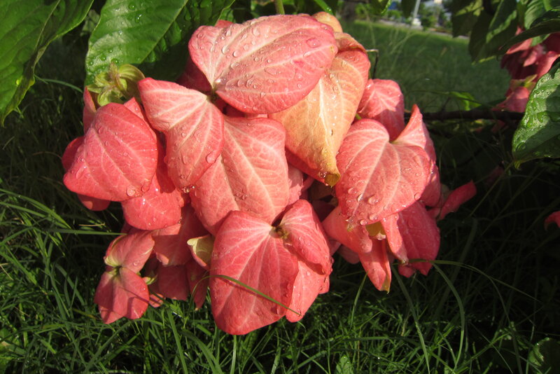 Pink Flower Cluster — Serene, Afternoon
