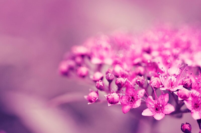 Pink Flower Cluster — Serene, Photograph