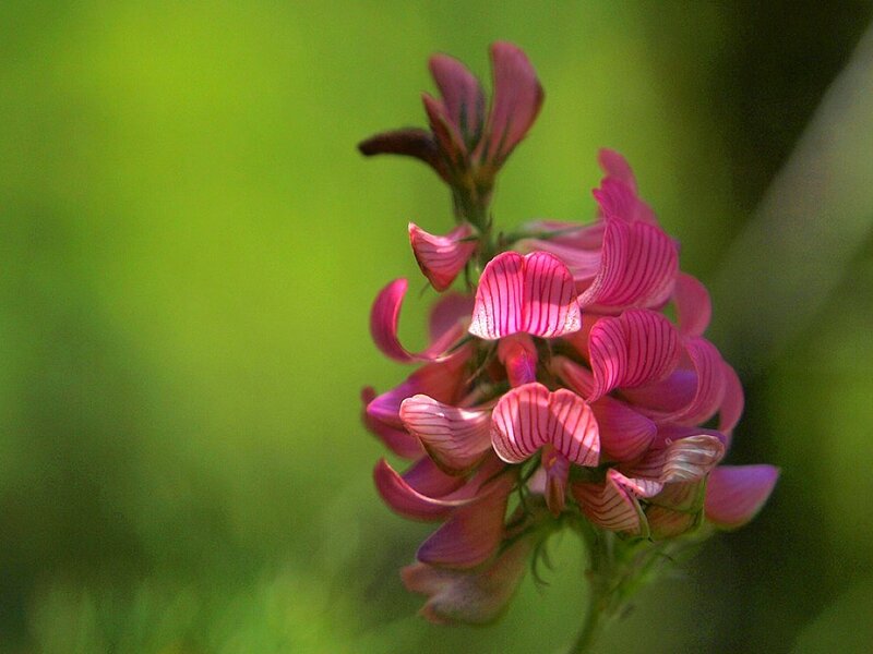 Pink Flower Cluster — Serene, Spring, Photograph, Green Background
