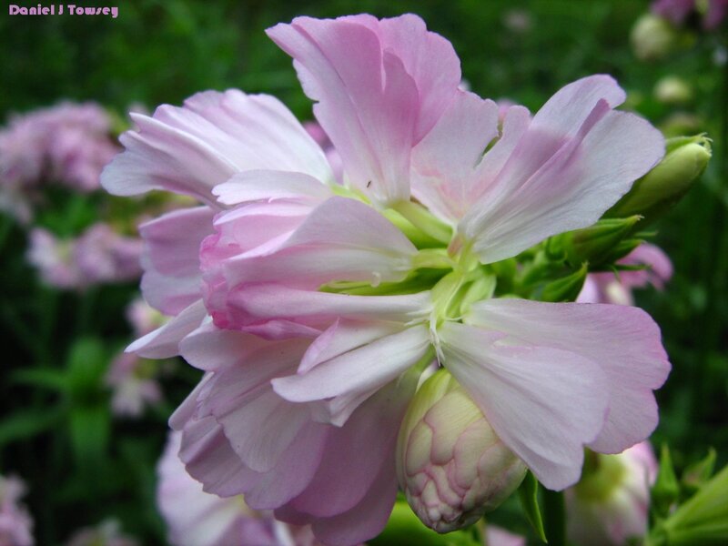 Pink Flower Cluster — Serene, Spring, Photograph, Green Leaves