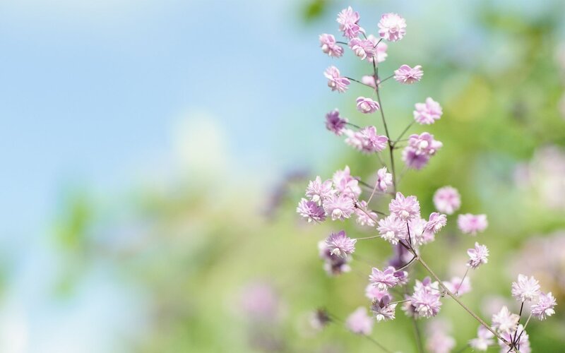 Pink Flower Cluster — Serene, Spring, Photograph, Sky