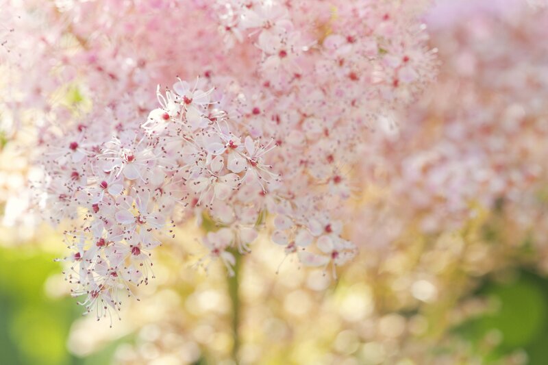 Pink Flower Cluster — Serene, Spring, Photograph