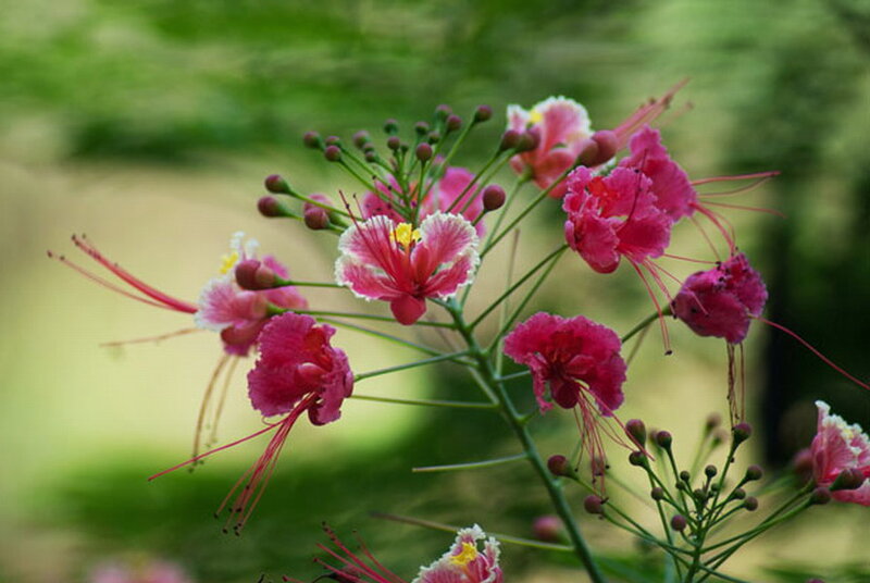 Pink Flower Cluster — Serene, Spring