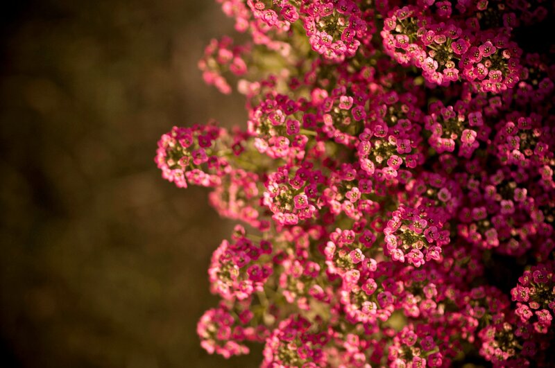 Pink Flower Cluster — Serene, Sunset