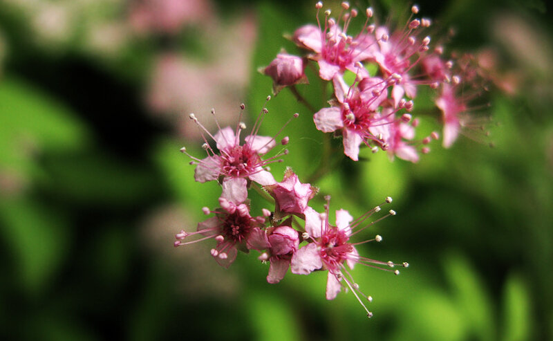 Pink Flower Cluster — Serene