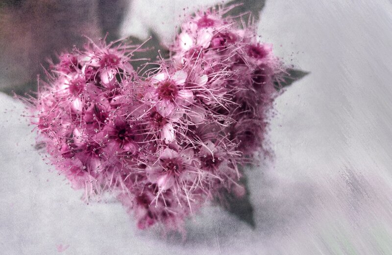 Pink Flower Cluster — Soft