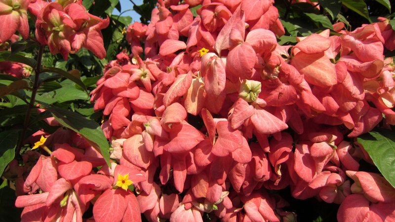 Pink Flower Cluster — Vibrant, Afternoon