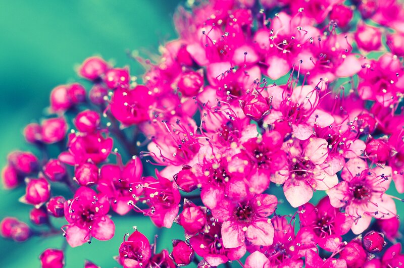 Pink Flower Cluster — Vibrant, Photograph