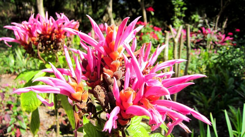 Pink Flower Cluster — Vibrant
