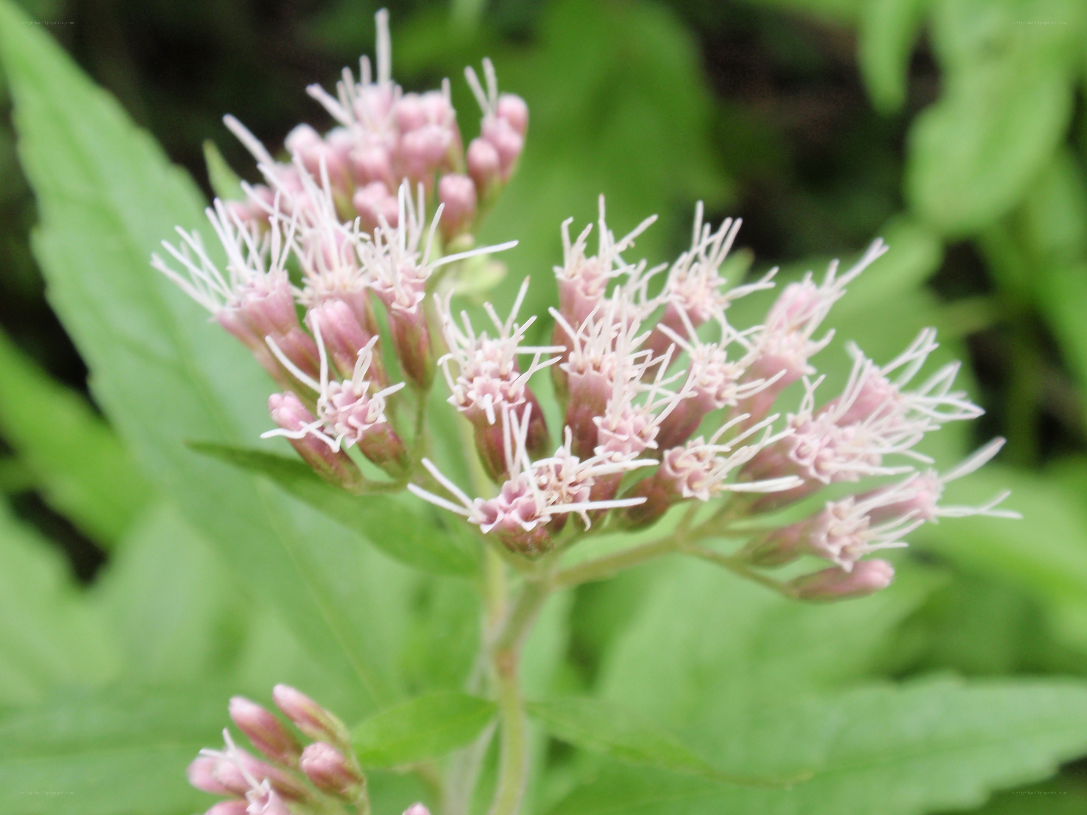 pink flower cluster with green leaves