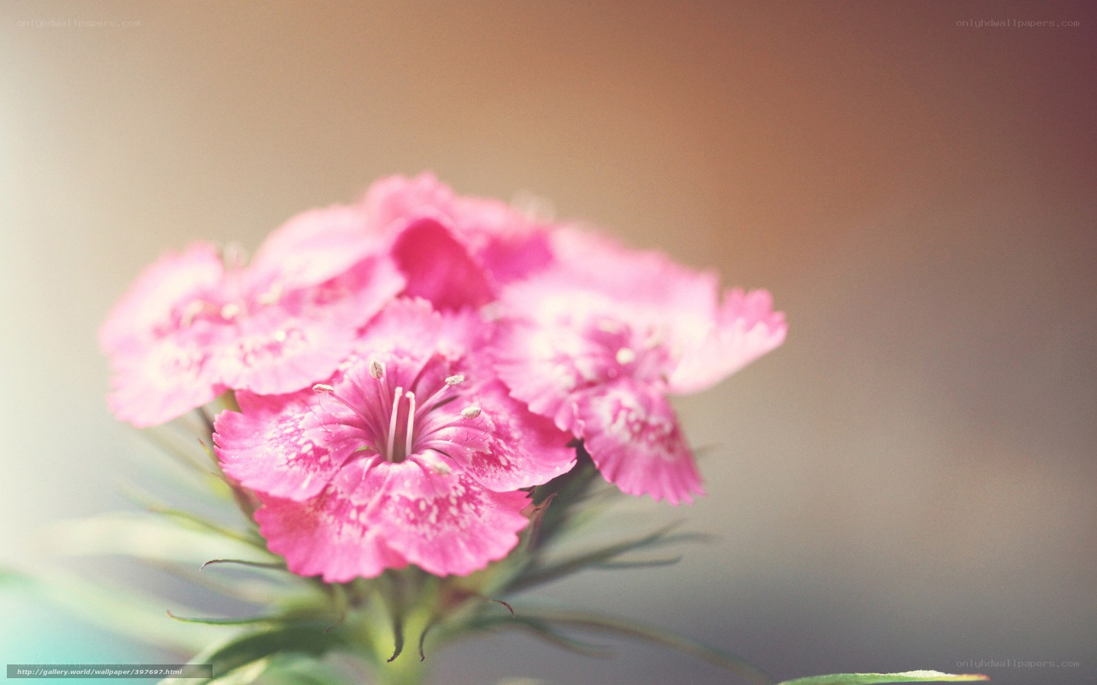 Pink flower cluster