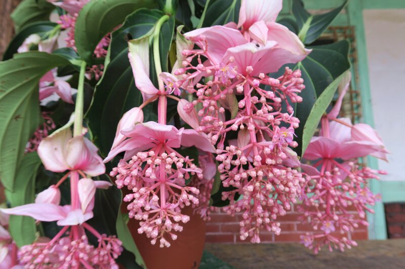 Pink Flower Clusters — Calm, Afternoon