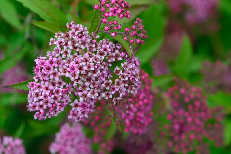 Pink Flower Clusters — Calm, Spring