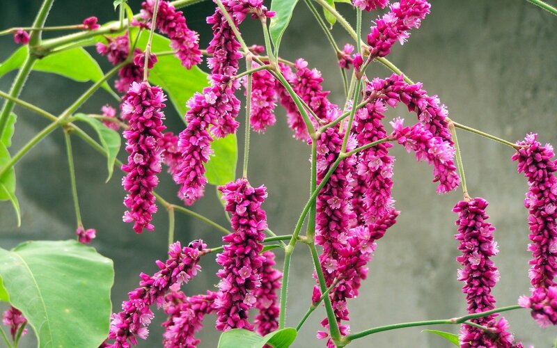 Pink Flower Clusters — Calm