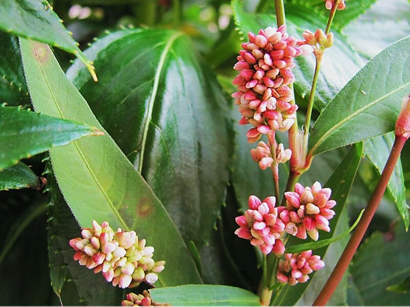 Pink Flower Clusters — Green