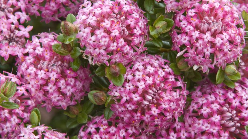 Pink flower clusters in bloom