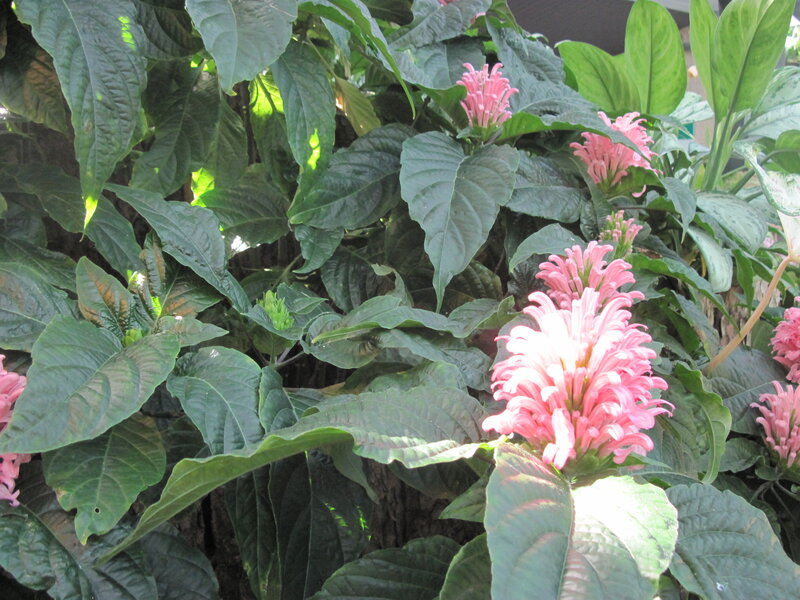 Pink Flower Clusters — Natural, Afternoon