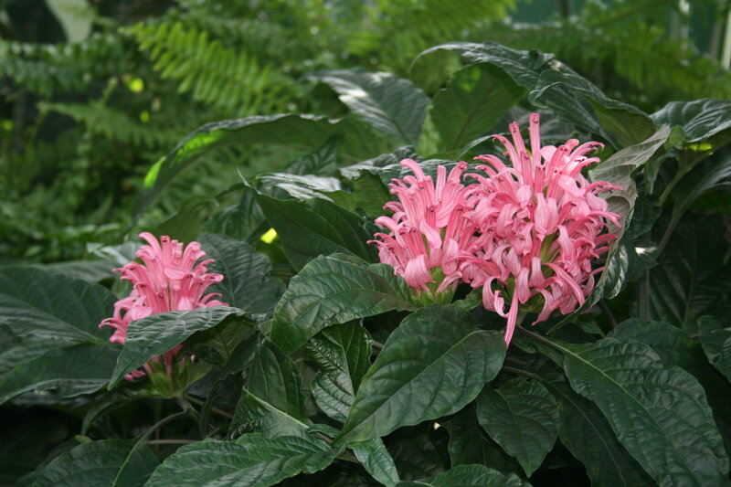 Pink Flower Clusters — Natural, Photograph