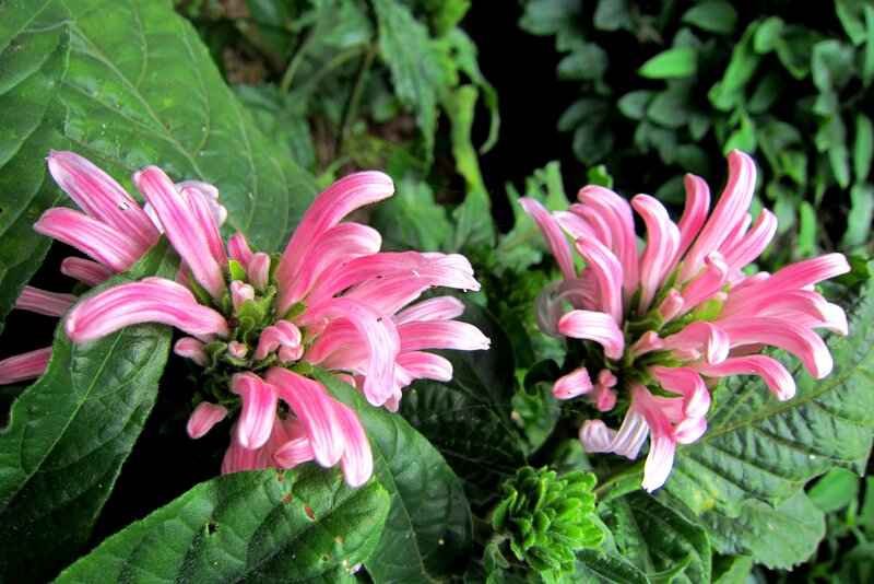 Pink Flower Clusters — Natural