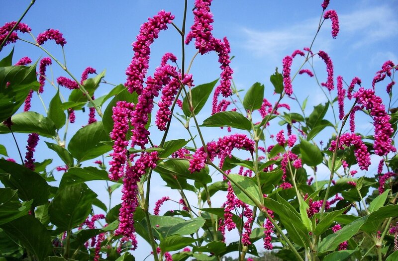 Pink Flower Clusters — Serene, Afternoon