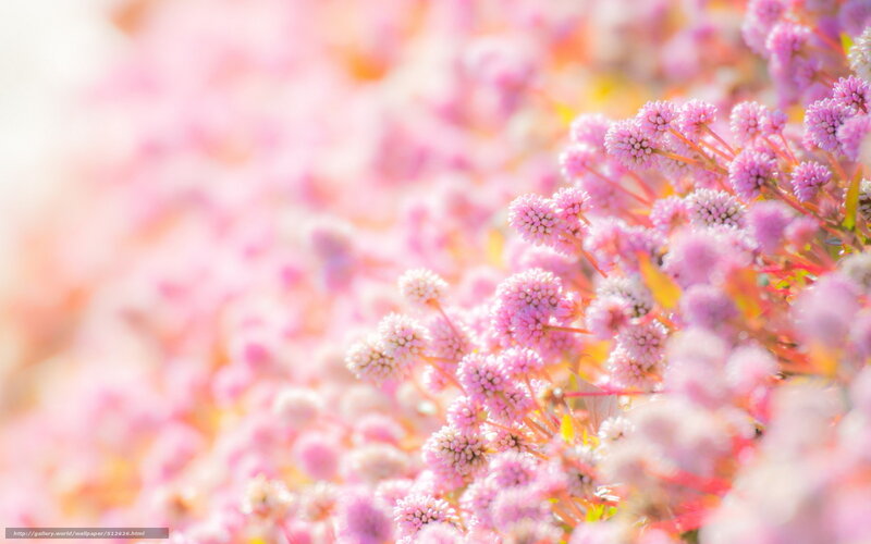 Pink Flower Clusters — Serene, Spring
