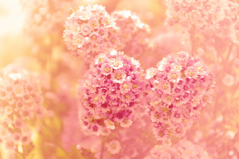 Pink Flower Clusters — Serene