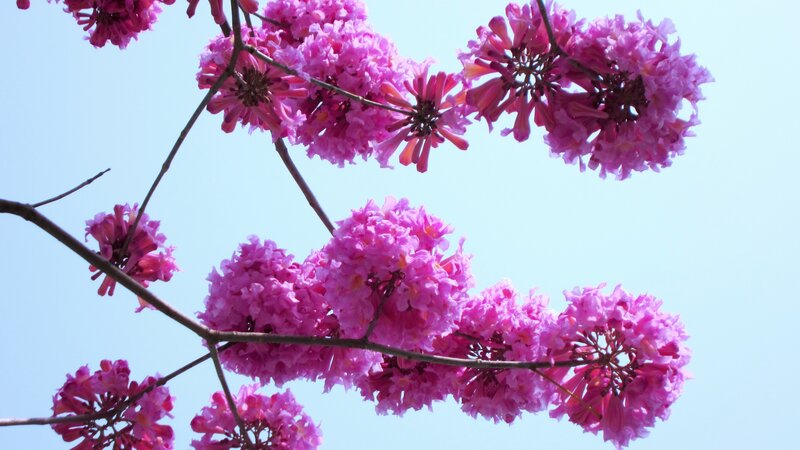Pink Flower Clusters