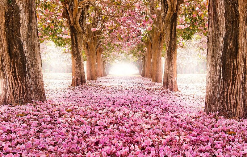 Pink Flower-covered Path — Serene