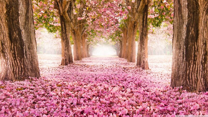 Pink Flower-covered Path