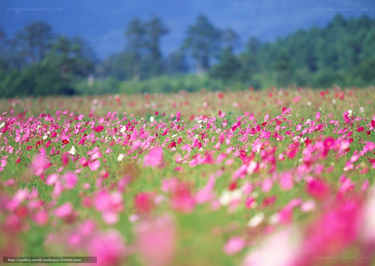 Pink flower field in spring