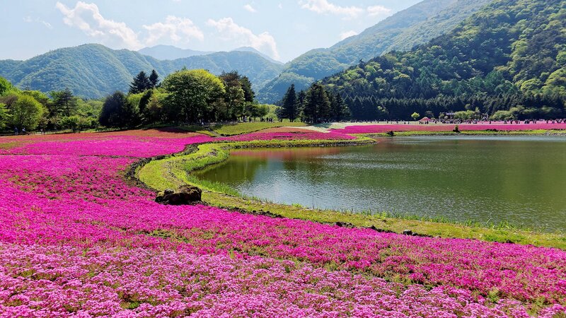 Pink Flower Field — Serene, Spring, Photograph