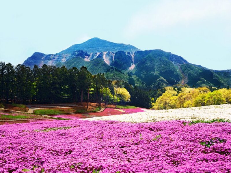Pink Flower Field — Serene, Spring