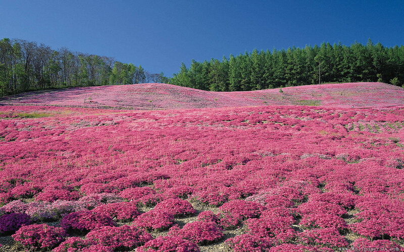 Pink Flower Field — Serene