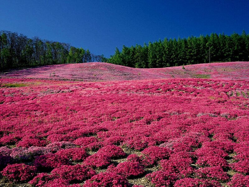 Pink Flower Field