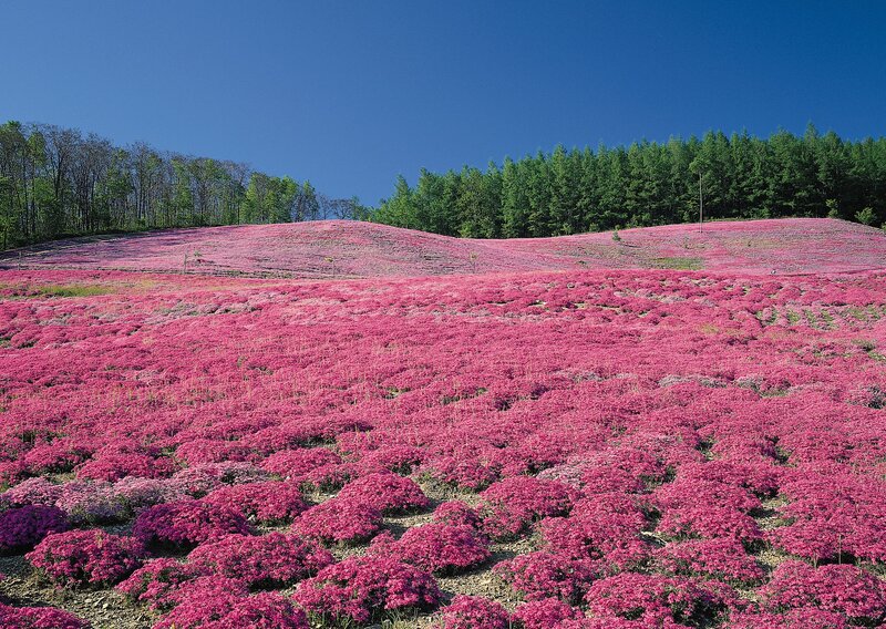 Pink flower field under blue sky