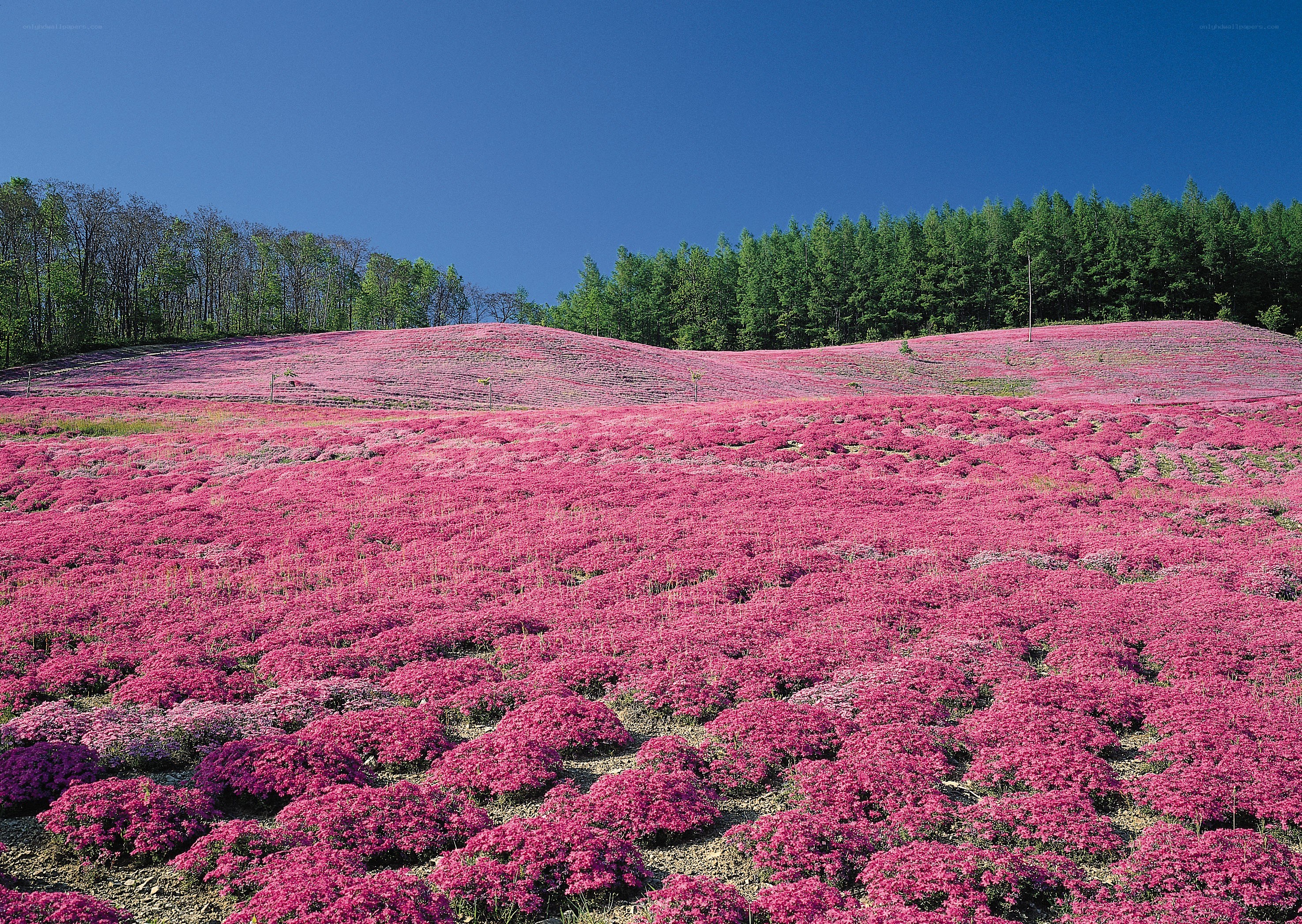 Pink flower field under blue sky