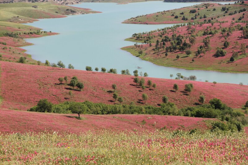Pink flower fields by a lake