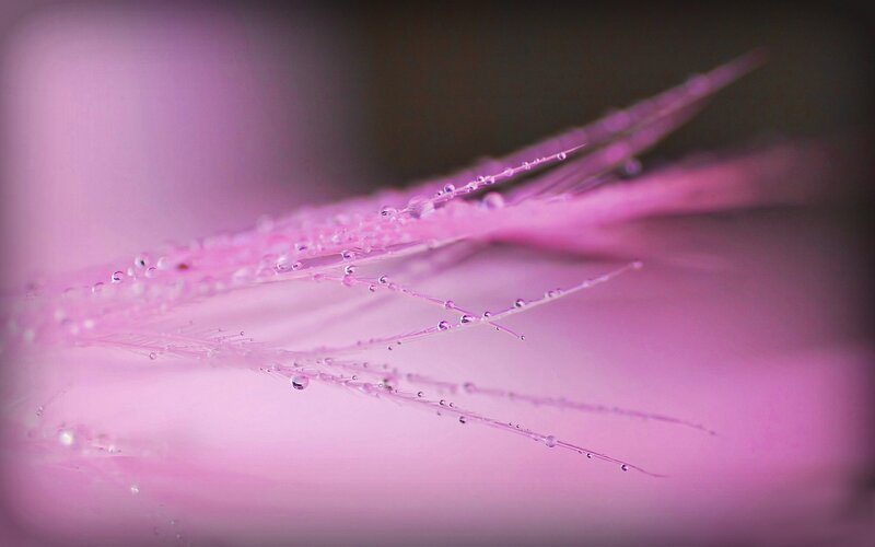 Pink Flower Filaments