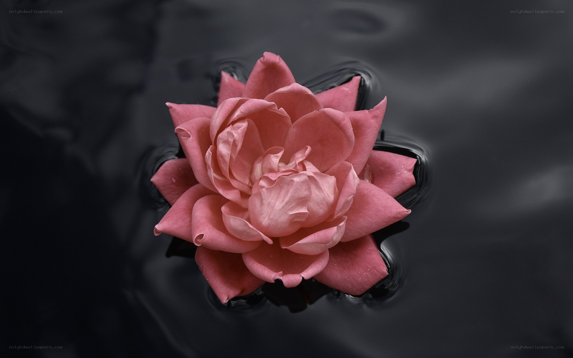 Pink flower floating on water