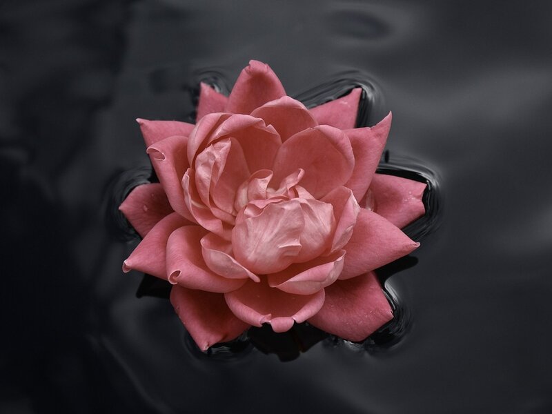 Pink flower floating on water