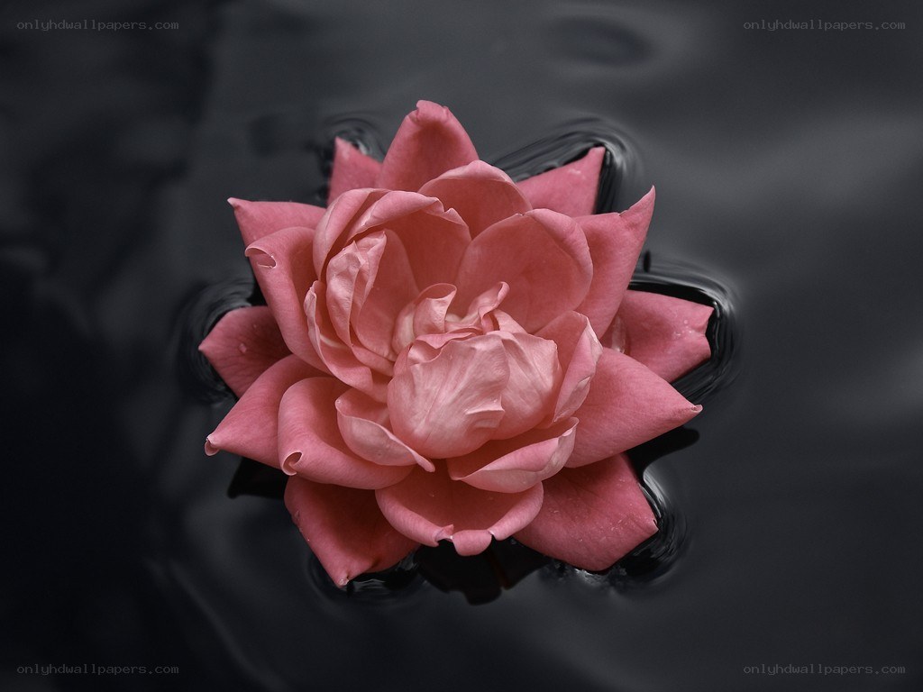Pink flower floating on water